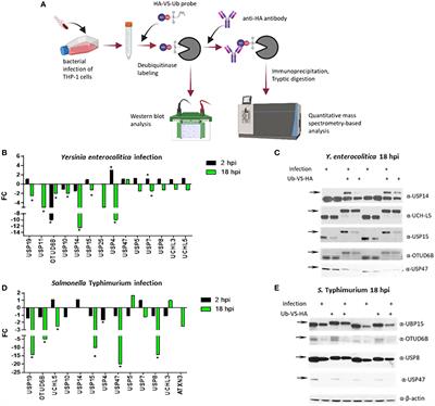 USP8 inhibition regulates autophagy flux and controls Salmonella infection